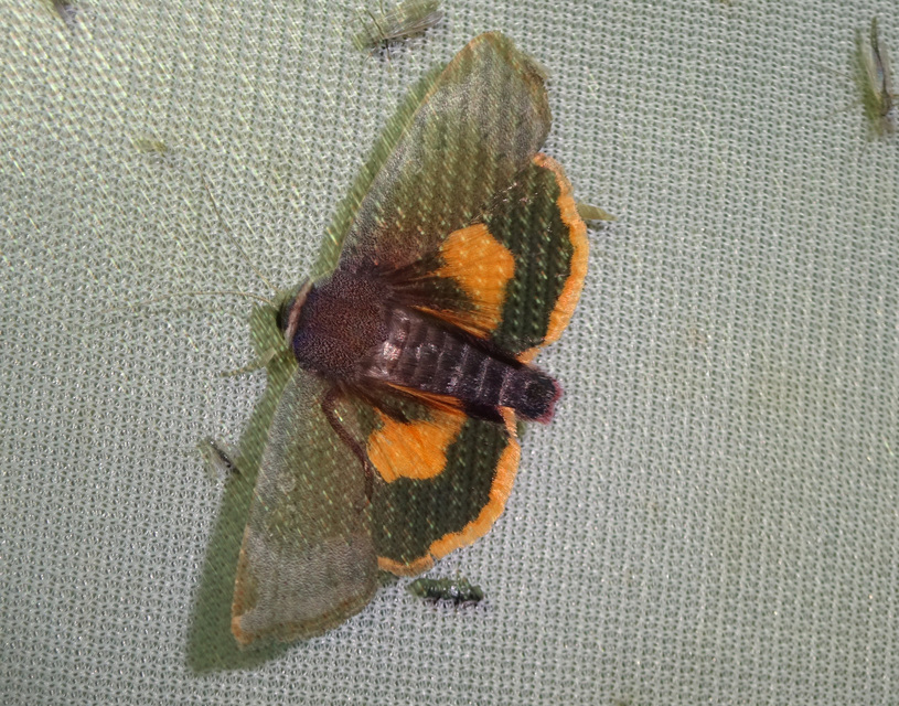 Noctua janthe - lappangó sárgafűbagoly