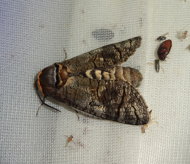 Cossus cossus - fűzfarontólepke