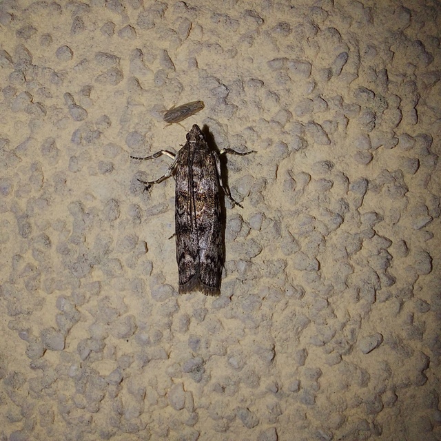 Dioryctria