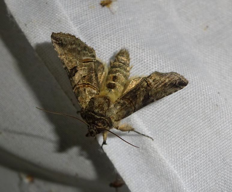 Abrostola tripartita - szürkeövű csalánbagoly