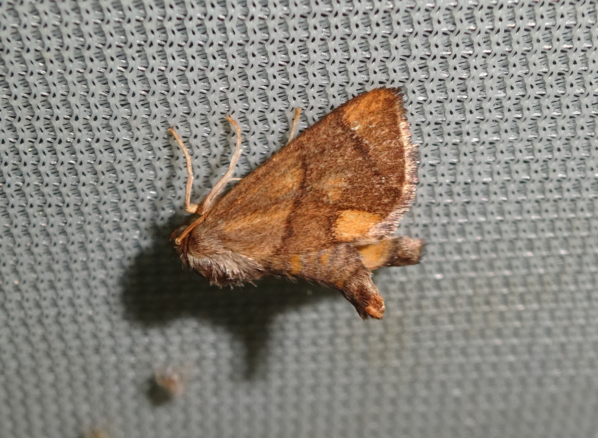 Apoda limacodes - kagylólepke