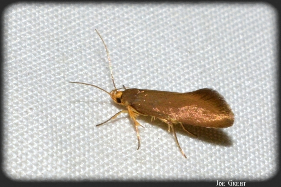 Crassa tinctella/unitella