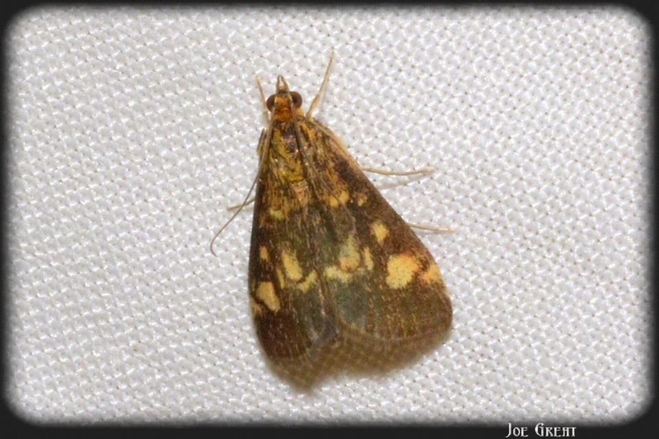 Pyrausta