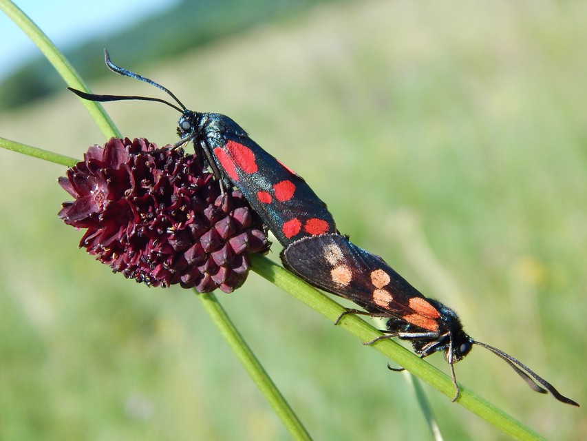 Zygaena filipendulae - acélszínű csüngőlepke