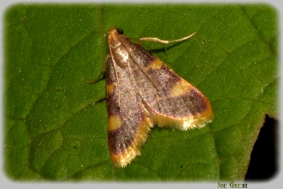 Hypsopygia costalis - szénailonca