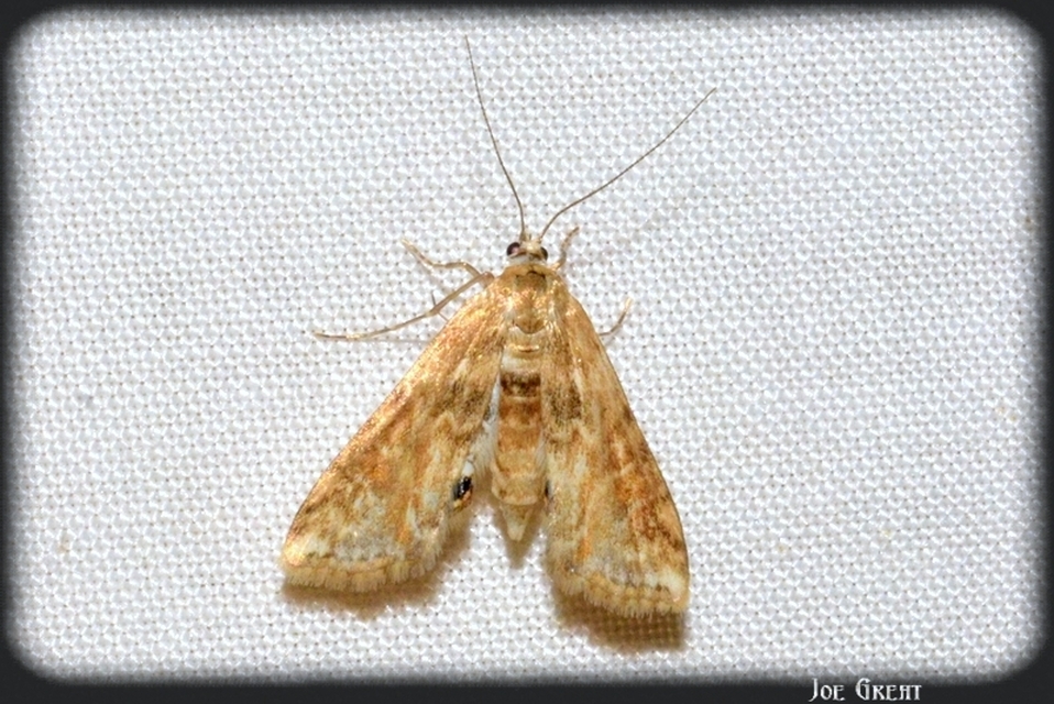 Cataclysta lemnata - békalencsemoly