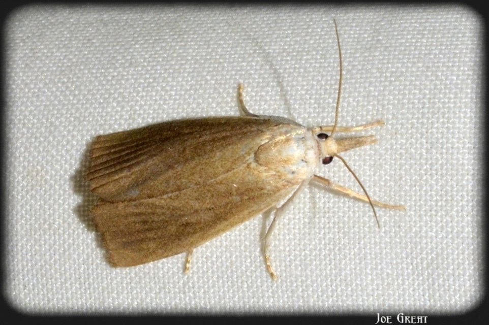 Calamotropha paludella - barna nádlevélmoly