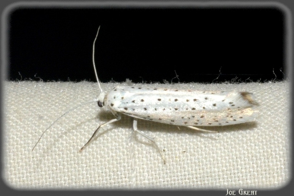 Yponomeuta