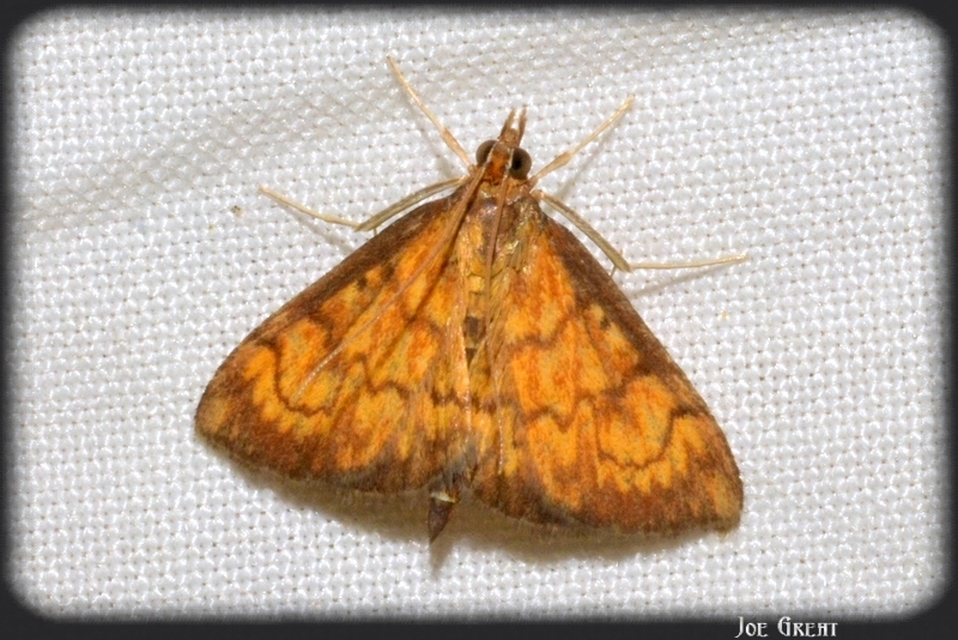 Ecpyrrhorrhoe rubiginalis - rozsdavörös tűzmoly