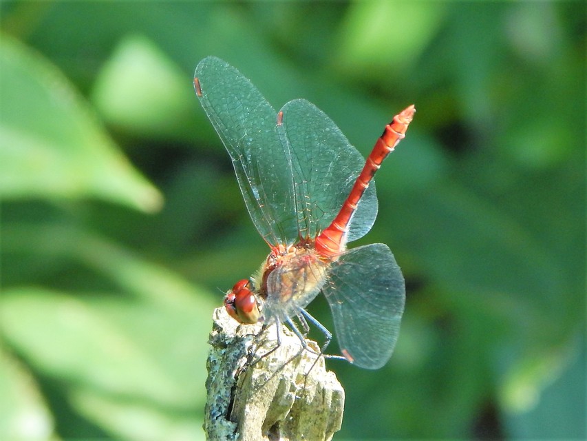 Sympetrum sanguineum - vörös katona-szitakötő