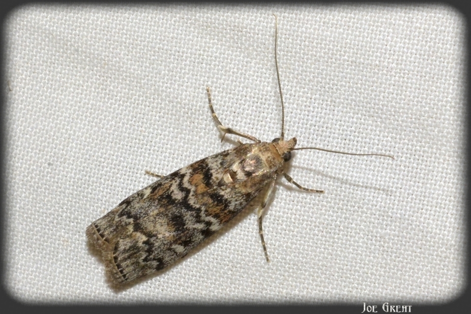 Dioryctria
