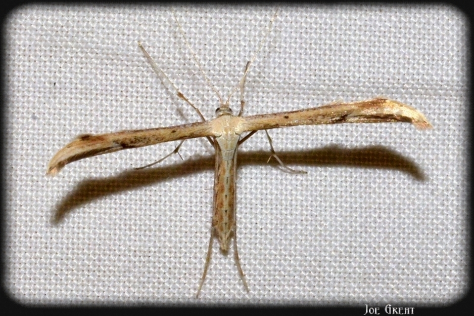 Pterophoridae - tollasmolyfélék