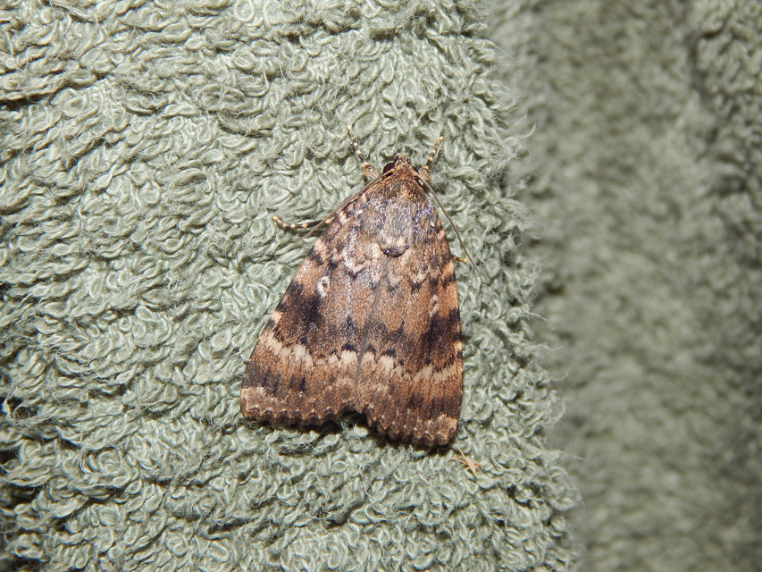 Amphipyra berbera/pyramidea