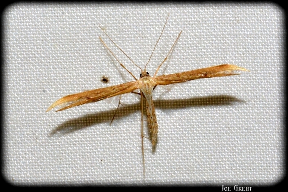 Pterophoridae - tollasmolyfélék