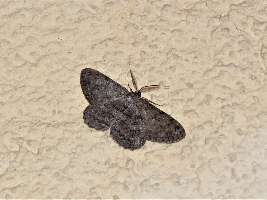 Hypomecis punctinalis - pettyes faaraszoló