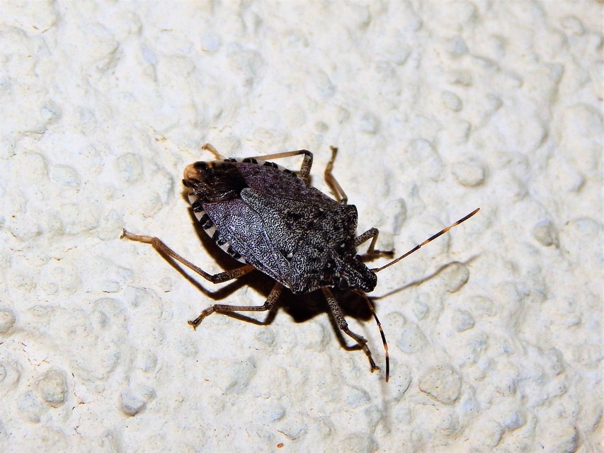 Halyomorpha halys - ázsiai márványospoloska