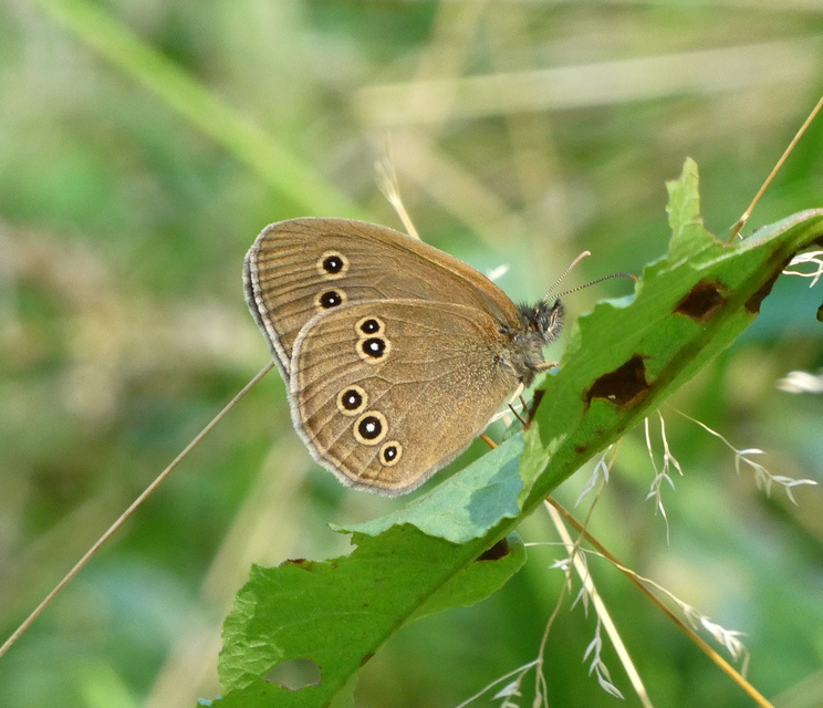 Aphantopus hyperanthus - közönséges ökörszemlepke