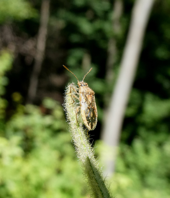 Rhopalus parumpunctatus - közönséges üvegszárnyú-poloska