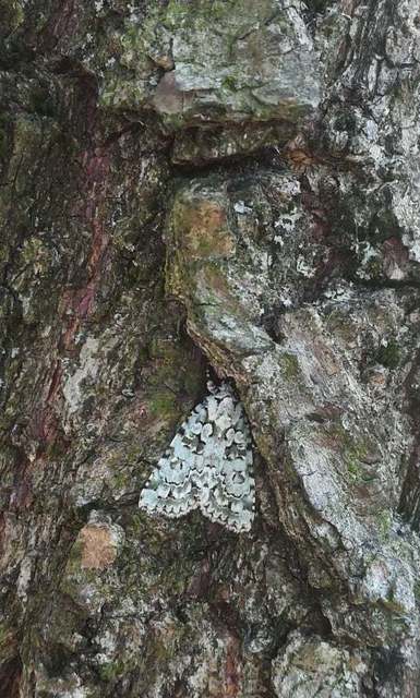 Bryopsis szeokekalmani - Szeőke Kálmán zuzmóbaglya