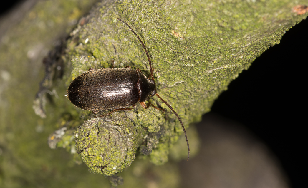 Hymenalia rufipes - rőtlábú alkonybogár