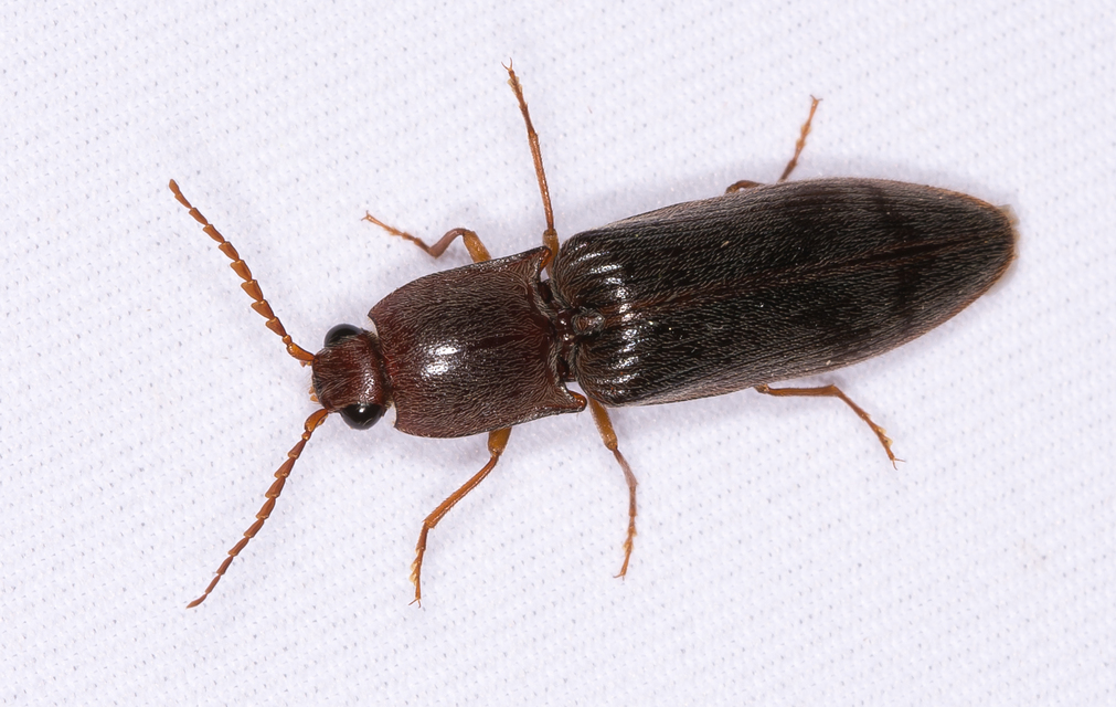 Stenagostus rhombeus - rombusznyakú pattanó