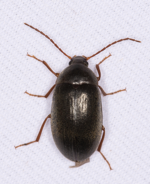 Hymenalia rufipes - rőtlábú alkonybogár