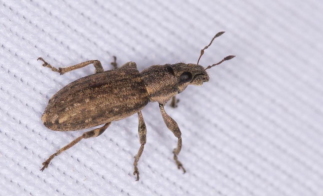 Sitona callosus - szempillás csipkézőbogár