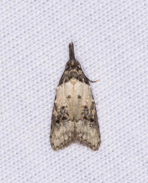 Carposina scirrhosella - közönséges csipkebogyómoly