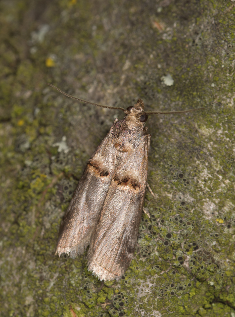 Trachonitis cristella - bokorrágó karcsúmoly