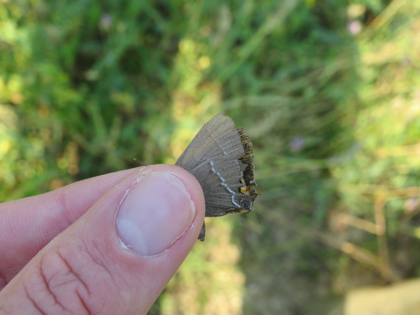 Satyrium spini - kökény-csücsköslepke