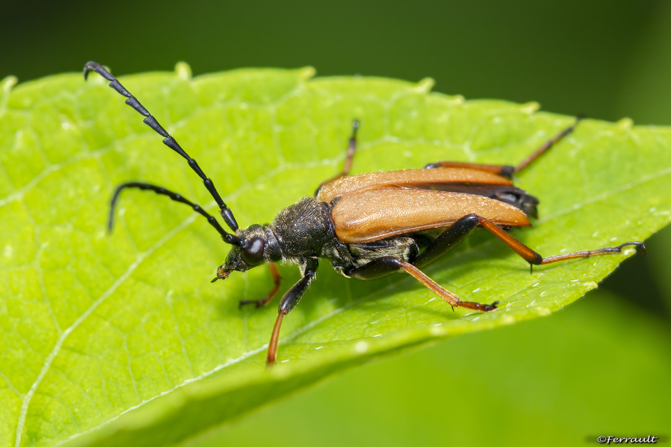 Stictoleptura rubra - vörös virágcincér