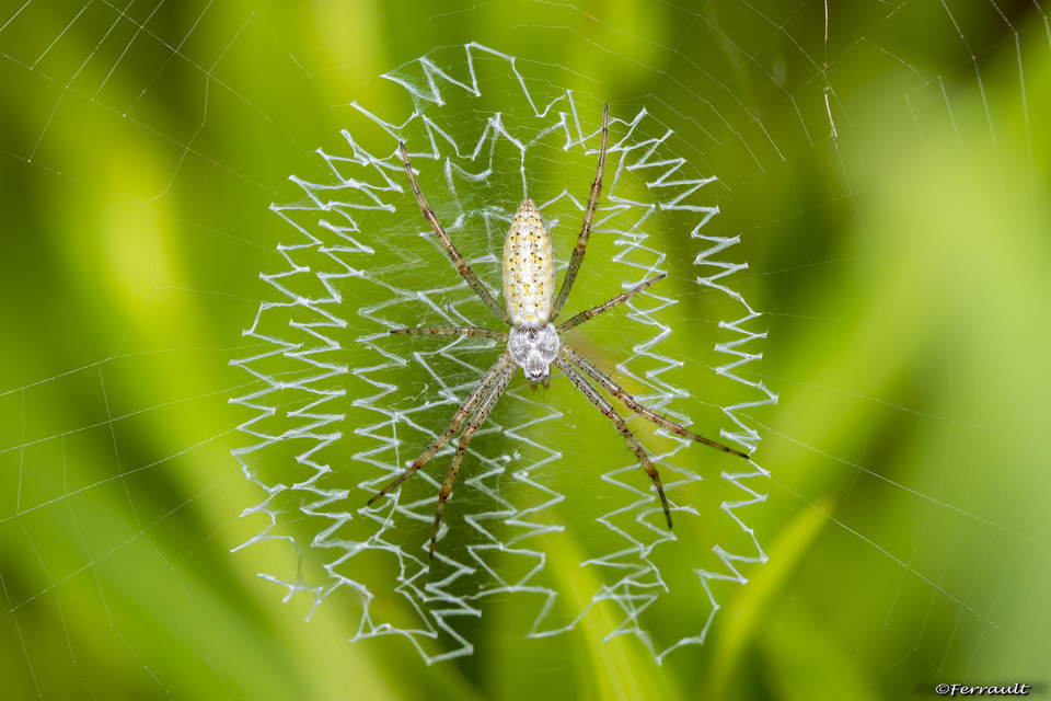 Argiope bruennichi - darázspók