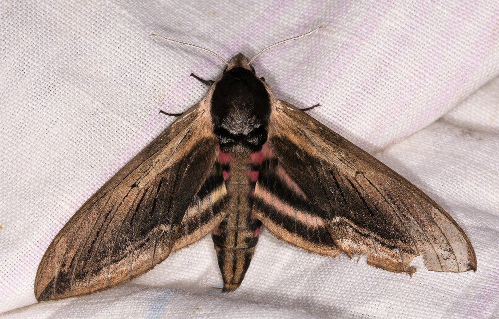 Sphinx ligustri - fagyalszender