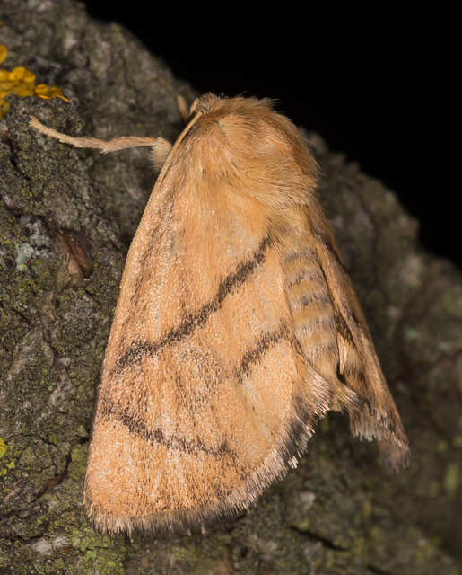 Apoda limacodes - kagylólepke