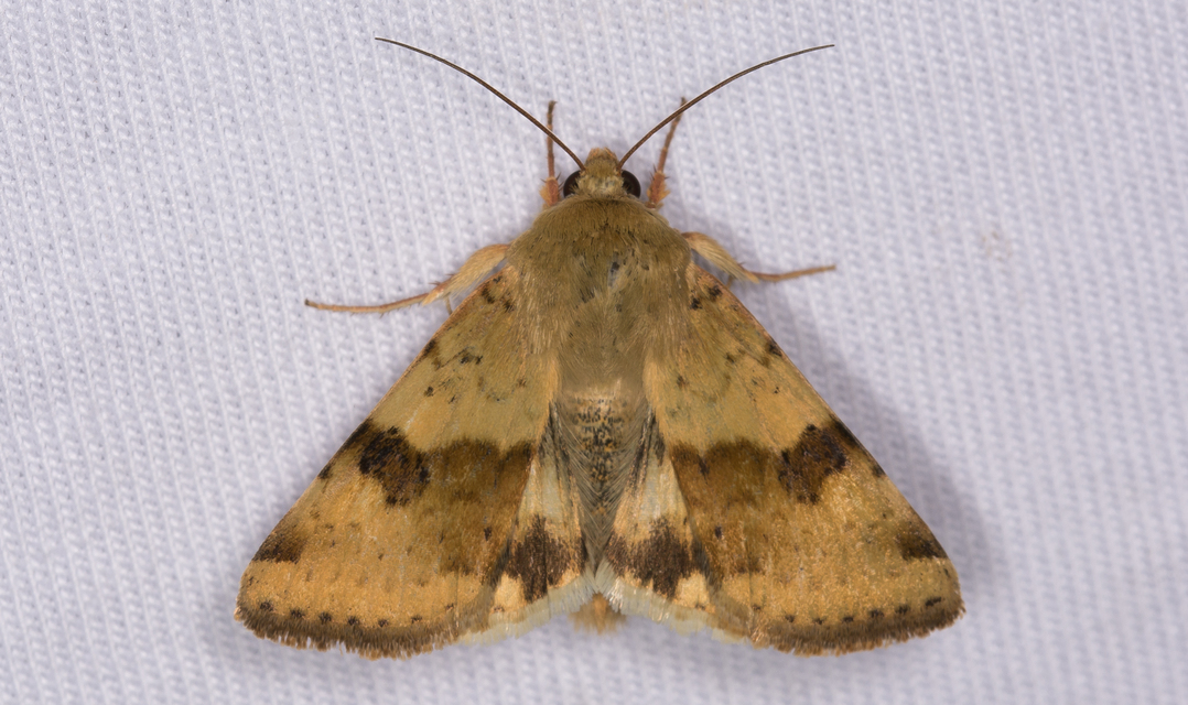 Heliothis viriplaca - mácsonyabagoly