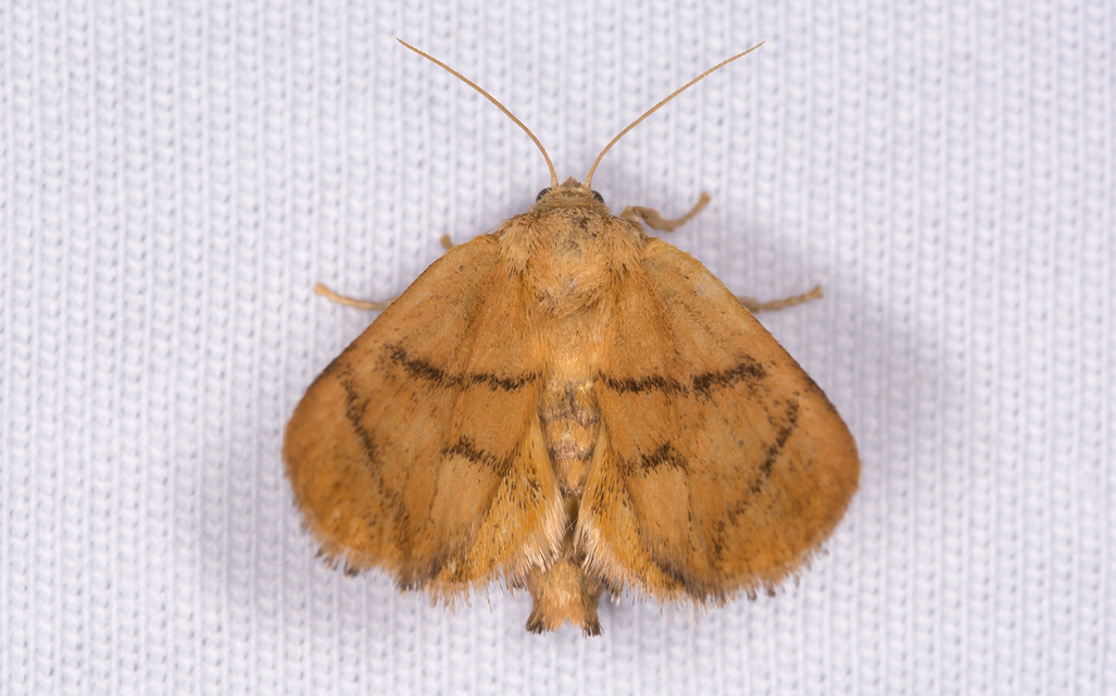 Apoda limacodes - kagylólepke