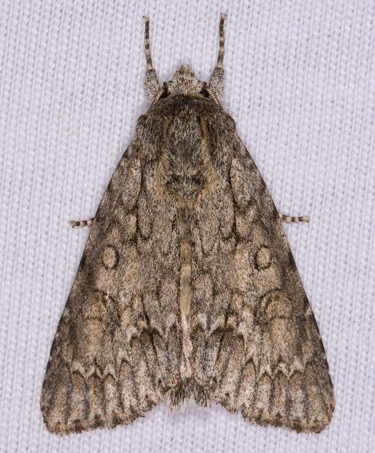 Acronicta aceris - vadgesztenye-szigonyosbagoly