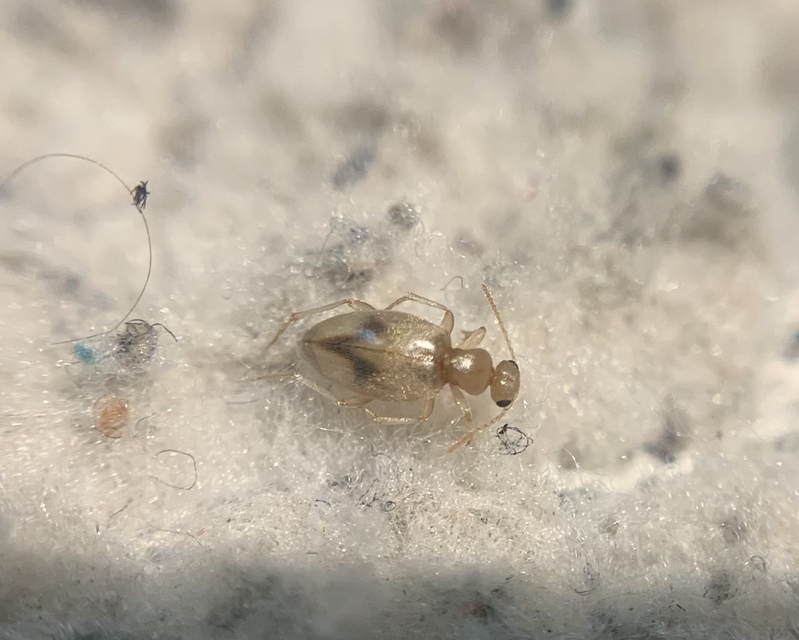 Anthicus bimaculatus - kétfoltos fürgebogár