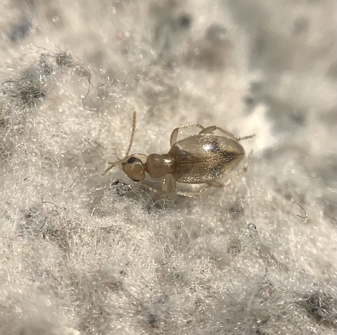 Anthicus bimaculatus - kétfoltos fürgebogár