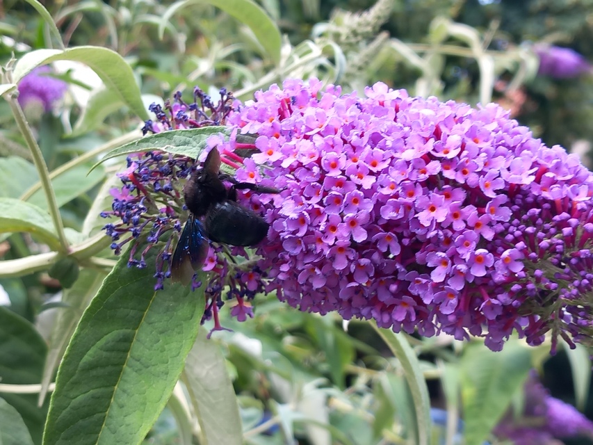 Xylocopa