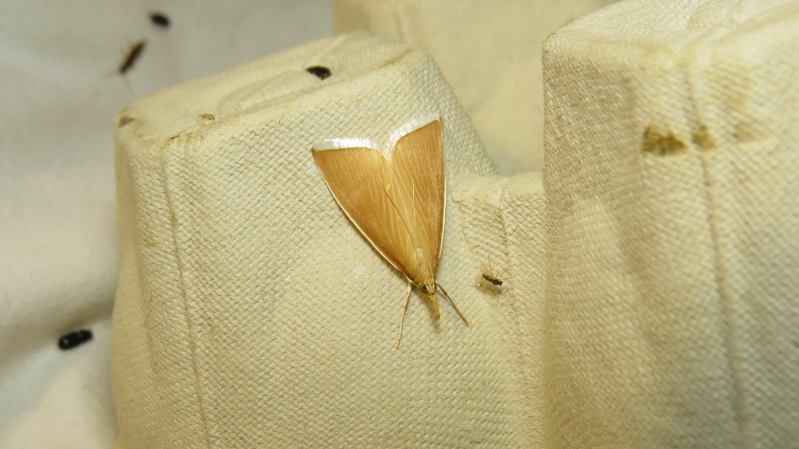 Sclerocona acutellus - hegyesszárnyú tűzmoly