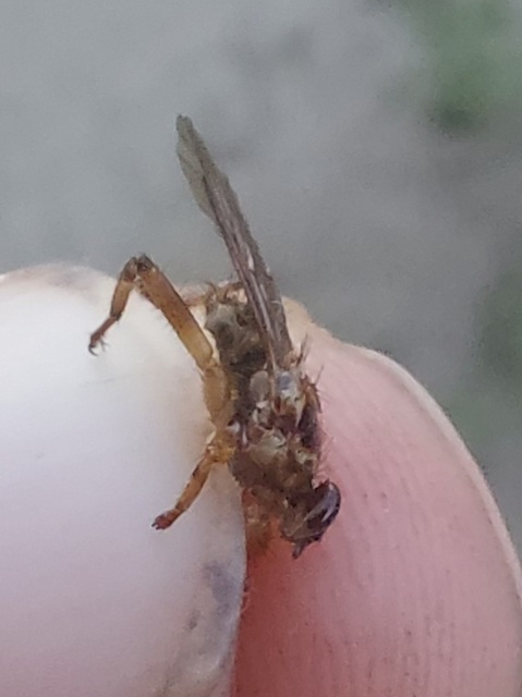 Hippoboscidae - kullancslegyek