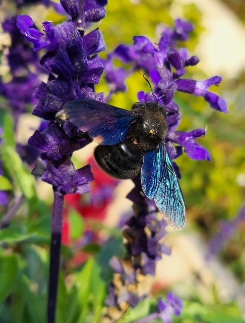 Xylocopa violacea - kék fadongó