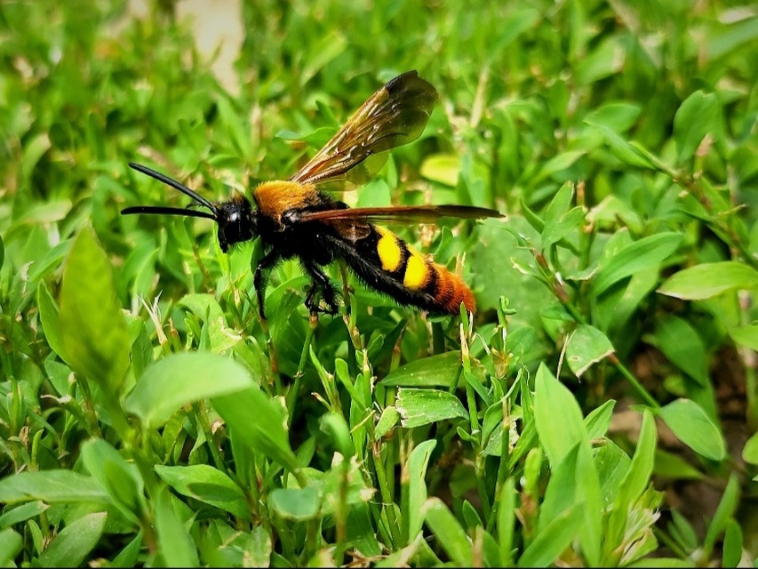 Megascolia maculata - óriás-tőrösdarázs