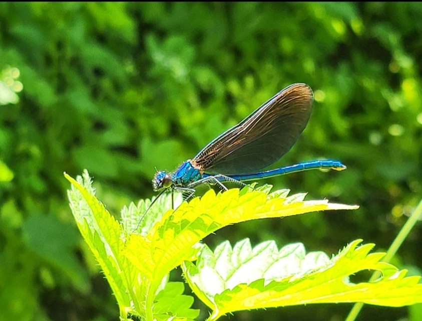 Calopteryx virgo - kisasszony-szitakötő