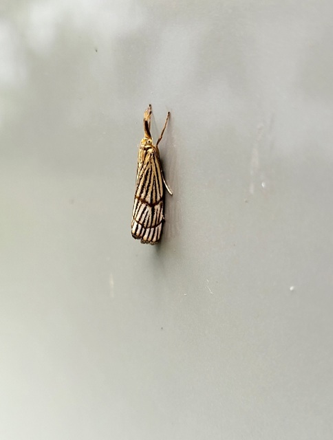 Chrysocrambus linetella - déli fűgyökérmoly