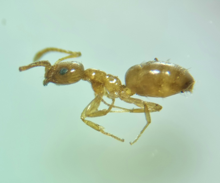 Plagiolepis pygmaea - lapos törpehangya