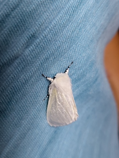 Leucoma salicis - fűzfaszövő