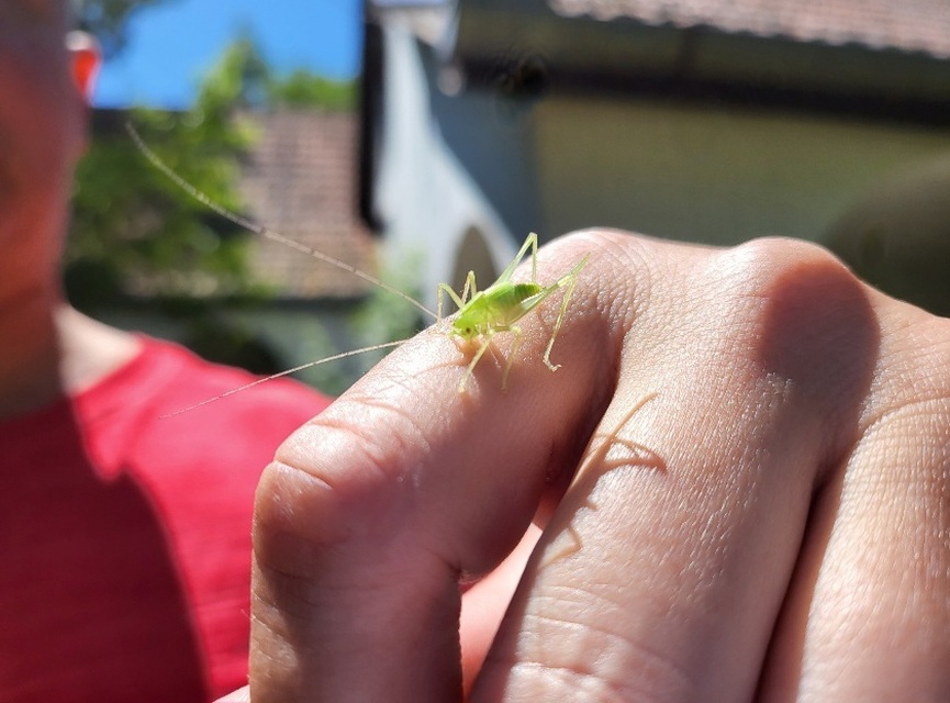 Meconema thalassinum - közönséges dobolószöcske