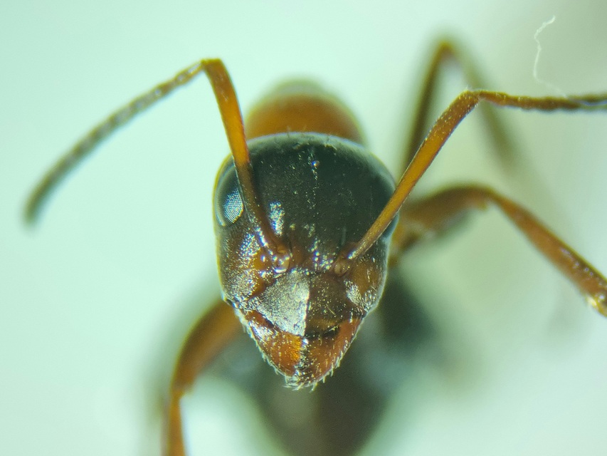 Formica rufibarbis - vörös rabszolgahangya